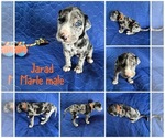 Puppy Jarad Cane Corso-Great Dane Mix