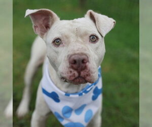 American Staffordshire Terrier Dogs for adoption in San Antonio, TX, USA