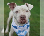 Small American Staffordshire Terrier