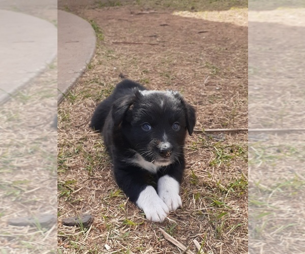 Medium Photo #13 Australian Shepherd Puppy For Sale in WICHITA FALLS, TX, USA
