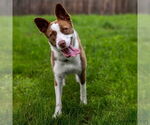 Small #6 American Pit Bull Terrier-Border Collie Mix