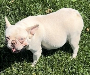 Mother of the French Bulldog puppies born on 05/29/2023