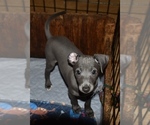 Image preview for Ad Listing. Nickname: Blue pup