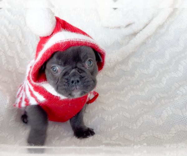 Medium Photo #5 French Bulldog Puppy For Sale in NEWARK, TX, USA