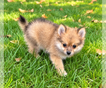 Nugget - Male Chiranian Puppy for Sale - Photo #8