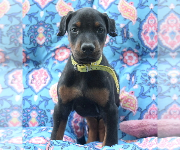 Medium Photo #1 Doberman Pinscher Puppy For Sale in WHITLEYVILLE, TN, USA