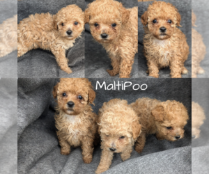Maltipoo-Poodle (Toy) Mix Litter for sale in GOSHEN, IN, USA