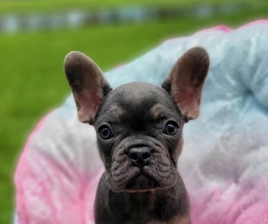 French Bulldog Puppy for sale in TAMPA, FL, USA