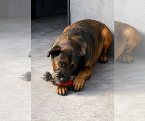 Tesla (Courtesy Post) - Adopt Me! - Female Mutt Dog for Adoption - Photo #10