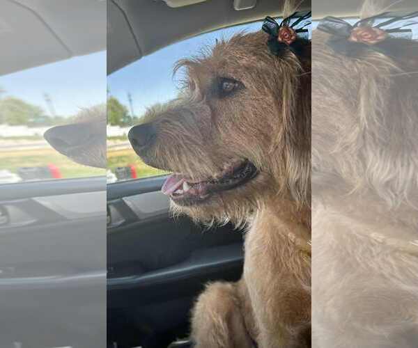 Medium Photo #8 Golden Retriever-Unknown Mix Puppy For Sale in Sandy, UT, USA