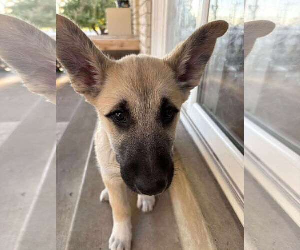Medium Photo #2 Great Pyrenees Puppy For Sale in Bountiful, UT, USA