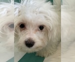 Small Photo #7 Maltese Puppy For Sale in NEWPORT BEACH, CA, USA
