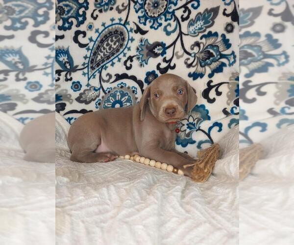 Medium Photo #2 Weimaraner Puppy For Sale in LEWISBURG, KY, USA