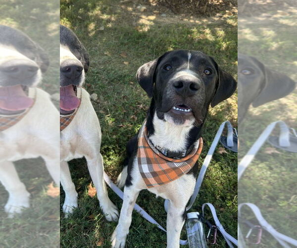 Medium Photo #3 Great Dane-Unknown Mix Puppy For Sale in Bullard, TX, USA
