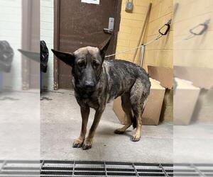 German Shepherd Dog-Unknown Mix Dogs for adoption in Stockton, CA, USA