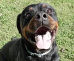 Small #2 Rottweiler