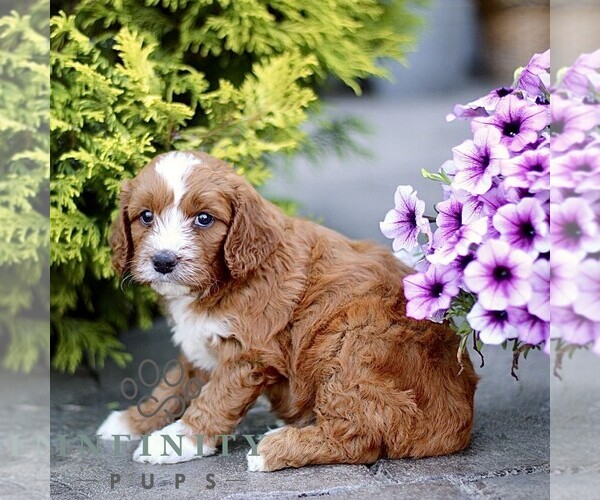 Medium Photo #4 Goldendoodle (Miniature) Puppy For Sale in LANCASTER, PA, USA
