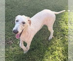 Small #1 Poodle (Standard)