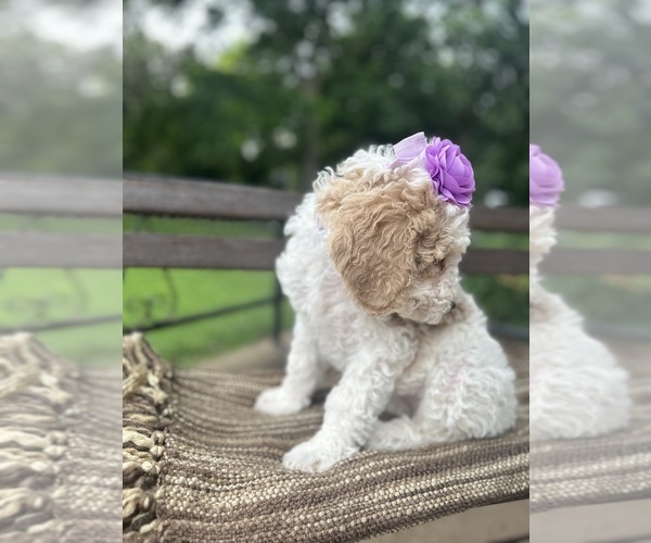 Medium Photo #6 Goldendoodle Puppy For Sale in SHERMAN, TX, USA