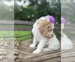 Small #5 Goldendoodle