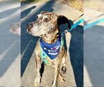 Small #7 Plott Hound Mix