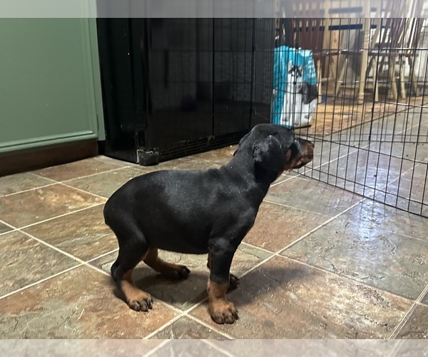 Medium Photo #3 Doberman Pinscher Puppy For Sale in QUINLAN, TX, USA