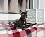 Small Photo #6 French Bulldog Puppy For Sale in FRANKLIN, IN, USA