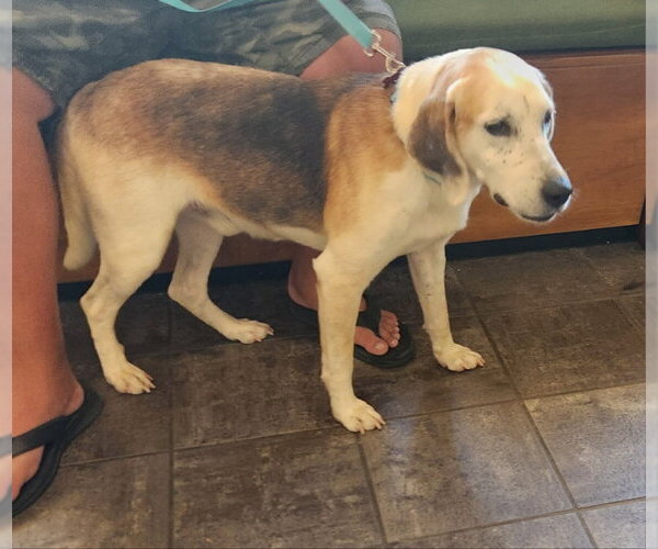 Medium Photo #2 Mutt Puppy For Sale in Fairfax, VA, USA
