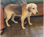 Small #1 Mutt