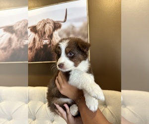 Australian Shepherd Puppy for sale in SYLMAR, CA, USA