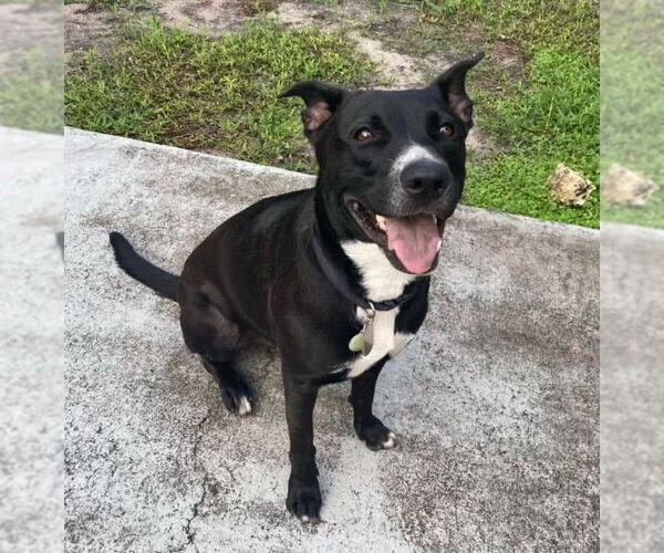 Medium Photo #1 Labrador Retriever-Unknown Mix Puppy For Sale in Miami, FL, USA
