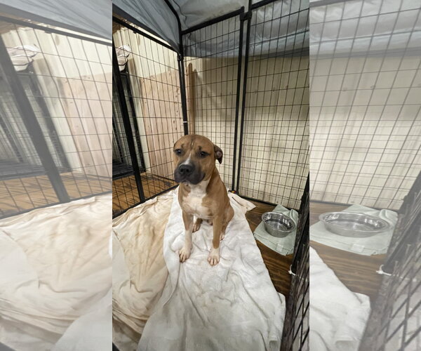 Medium Photo #1 Bulloxer Puppy For Sale in Rockaway, NJ, USA