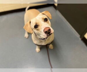 Labrador Retriever-Unknown Mix Dogs for adoption in Denver, CO, USA