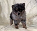 Small Pomeranian