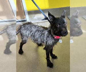 Mutt Dogs for adoption in Forestville, MD, USA