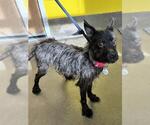 *DOLLY PAWTON - Female Mutt Dog for Adoption - Small photo