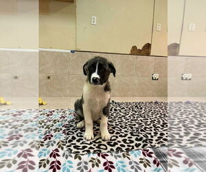 Anatolian Shepherd Dogs for adoption in Osgood, IN, USA