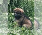 Small German Shepherd Dog