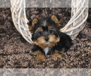 Yorkshire Terrier Puppy for sale in ELDORADO, OH, USA