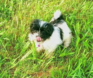 Mal-Shi Puppy for sale in WOBURN, MA, USA