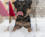 Small German Shepherd Dog