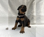 Small #21 Doberman Pinscher