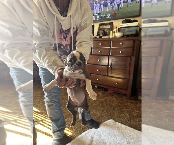 Medium Photo #2 Boston Terrier Puppy For Sale in ATWOOD, OK, USA