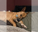 Small #17 Carolina Dog Mix