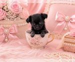 Small #21 Chihuahua