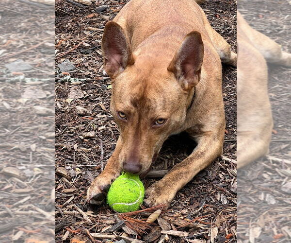 Medium Photo #25 Mutt Puppy For Sale in Ellijay, GA, USA