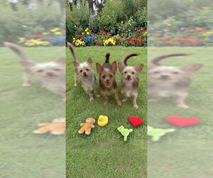 Patrick & Sean - Male Mutt Dog for Adoption - Photo #7