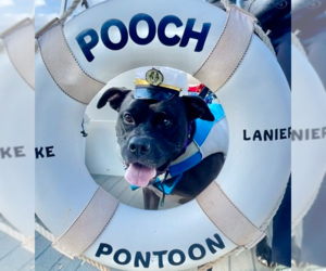 Bulloxer Dogs for adoption in Decatur, GA, USA