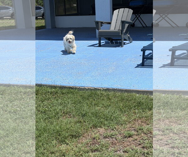 Medium Photo #9 Havamalt Puppy For Sale in Valrico, FL, USA