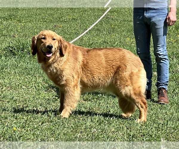 Medium Photo #1 Golden Retriever Puppy For Sale in NEOLA, WV, USA